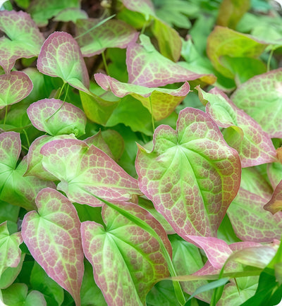 Horny Goat Weed
