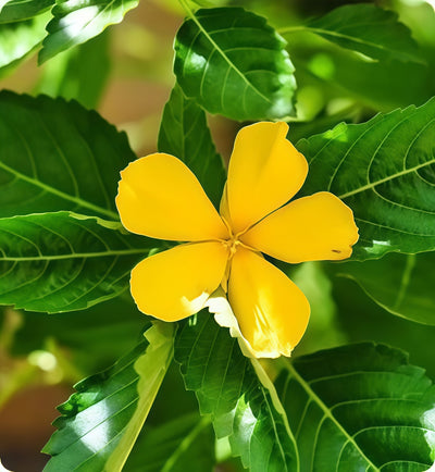 Damiana Leaf