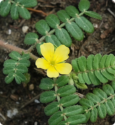 Tribulus Terrestris