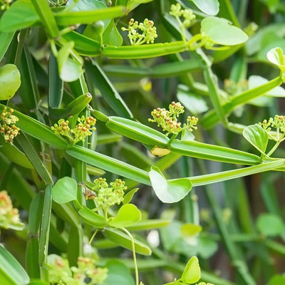 Cissus Quadrangularis Extract